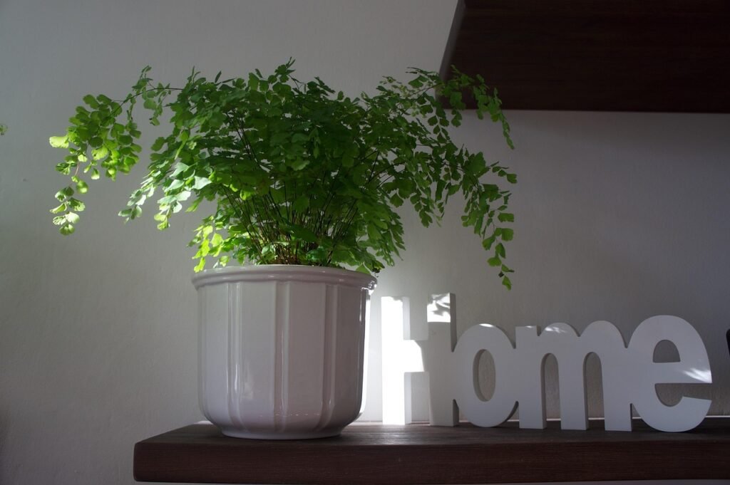 home, at home, homeland, feel good, happiness, house, home sweet home, deco, decoration, parents house, wooden sign, happy, remote, fern, plant, ornamental plant, green, nature, leaves, leaf fern, filigree, closed fern, fern plant